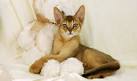 Abyssinian Kittens for Sale by Reputable Breeders ...