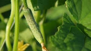 Comme sa peau contient un fort taux le concombre est un aliment alcalinisant, c'est une excellente source de vitamine c et a (antioxydante), de folate, manganèse, molybdène. Comment Reussir Ses Semis De Concombres Annee Apres Annee