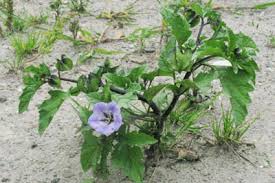 Image result for Nicandra physalodes