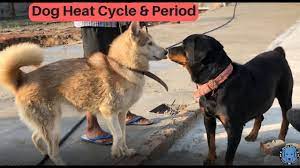 Colour it and show it off to your family and friends. Dog Puppy Pregnancy Dogs Heat Meeting Mating Cycle Period Puppy S Bholashola Youtube