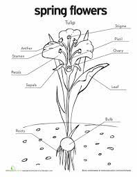 Tulip Diagram Worksheet Education Com Parts Of A Flower Tulips Coloring Pages