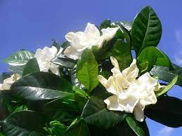 Gardenia Flower Pictures White Gardenia Flowers Gardenia Smelling Flowers Colorful Shrubs