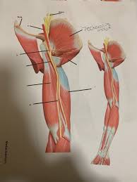A muscle of the medial thigh that originates on the pubis. Solved I Have To Name The Muscles What Are The Names Of T Chegg Com
