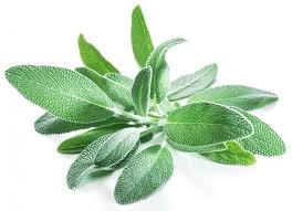 It is also known as garden sage or culinary sage. Guide To Sage Chowhound