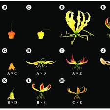 Image result for Littonia modesta