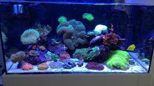 Deniz Akvaryumu Reef Aquarium Salt Water Youtube