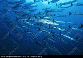 Im östlichen pazifik fehlt er. Grosse Schule Von Barracuda Fisch Lizenzfreies Bild 21416825 Bildagentur Panthermedia