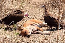 Created by deleteda community for 2 years. Conservation News On Scavengers