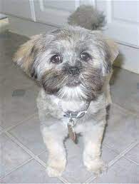 View From The Front A Grey With White Lhasa Apso Puppy Is Standing On A Lhasa Apso Lhasa Apso Puppies Dog Breeds Pictures