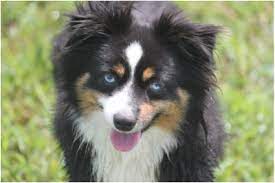 The family i have now tells me that i am a true cutie and any family would be lucky to have me. Kaleidoscope Toy And Miniature Natural Tailed Australian Shepherds Raleigh Nc Home