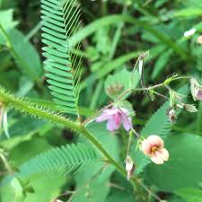 Image result for Aeschynomene megalophylla