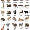S&s exotic animals, houston's unique pet shop. Https Encrypted Tbn0 Gstatic Com Images Q Tbn And9gctl2my0 Ws8ivrn29erjhdbys1ukygf64limor1 Hq Usqp Cau