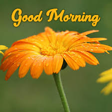 You can download the pictures and share them with your . Download And Share Amazing Good Morning Flowers Images Good Morning Images Quotes Wishes Messages Greetings Ecards