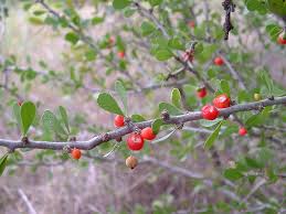 Image result for Celastraceae