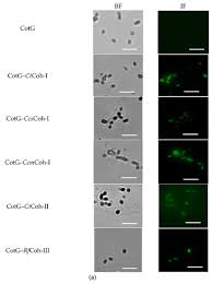 Traces of history and archeology and art. Molecules February 2 2021 Browse Articles
