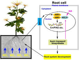 Jul 03, 2020 · broadly, plants have two organ systems: The Mads Transcription Factor Cmanr1 Positively Modulates Root System Development By Directly Regulating Cmpin2 In Chrysanthemum Horticulture Research