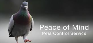 When it comes to pest control, who is financially responsible? Pest Control Birmingham Expert Birmingham Pest Control Pest Busters