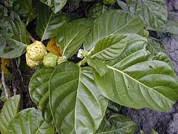 Image result for Morinda lucida