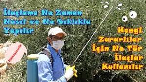 Su ağaç taç izdüşümüne açılan çanağa doldurularak yapılan sulamadır. Agac Ilaclamada Dikkat Edilecek Hususlar Youtube