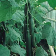 I began to wonder, what was i missing about this crunchy vegetable? Growing Cucumbers How To Grow Cucumbers Allotment Gardens