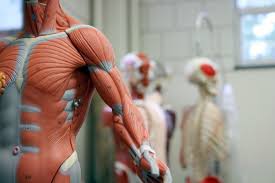 11 Functions Of The Muscular System Diagrams Facts And