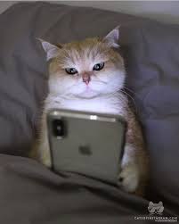 Cute Cats Pretty Cats Cute A Place For Really Cute Pictures And Videos Animals Animal Cats Cat Pet In 2020 Funny Cat Gifts Cute Baby Cats Kittens Funny