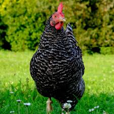 Maybe you would like to learn more about one of these? Plymouth Rock Huhn Fotos Legeleistung Eigrosse Und Haltung Auf Einen Blick