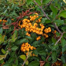 Image result for Pyracantha coccinea soleil d'or