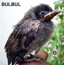 Identifying Wild Baby Birds