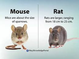 The Difference Between Mice Rats English Language Learning English Language Teaching Teaching English
