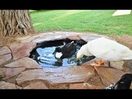 Once the vegetation has grown the duck pond. Diy Attractive Easy Drain Duck Pond Youtube