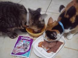 Anak kucing yang baru mulai belajar makan membutuhkan makanan khusus bagi usianya. Whiskas Junior Tuna Makanan Anak Kucing Kaya Nutrisi