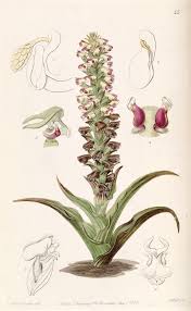 Image result for Corycium dracomontanum