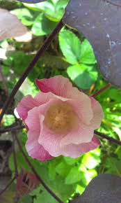 Cotton: a lovely flower | Fiber Feast