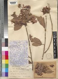 Image result for Monotes africanus