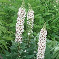 White nettle-leaved mullein