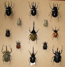 Fun fact when disturbed, rhinoceros beetles can produce hissing squeaks. Dynastinae Wikipedia