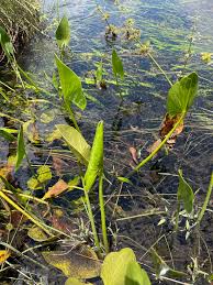 Image result for Limnophyton angolense