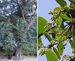 Image result for Beilschmiedia michelsonii