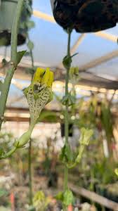 Image result for Ceropegia schultzei