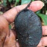 Image result for Tessmannia anomala