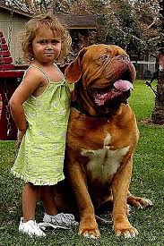 This gentle giant of a dog with a laid back temperament is firmly aware of its own strengths. Dogue De Bordeaux Dog Breed Information And Pictures