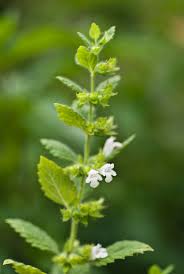 Image result for Melissa officinalis