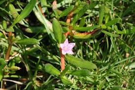 Image result for Sesuvium