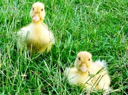 raising ducks how to care for ducklings hgtv