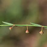 Image result for Phyllanthus pentandrus