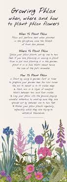 Growing Phlox When Where And How To Plant Phlox Flowers In 2021 Phlox Flowers Phlox Plant Planting Succulents Indoors