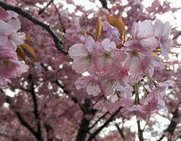Cherry Blossoms With Images Blossom Cherry Blossom Spring Break