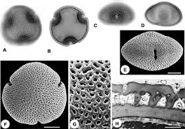 Image result for Clappertonia polyandra