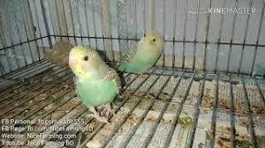 Check spelling or type a new query. Wild Green Male And Sf Sky Blue Spangle Female Budgies Breeding Outcome Babies Breeding No 01 Youtube